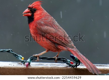 Male Northern Cardinal in the rain                               