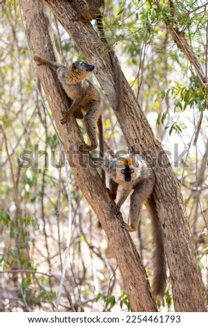 Red-Fronted Lemur (Eulemur Rufifrons), couple on tree. Endangered endemic animal in Kirindy Forest, Madagascar wildlife animal. Royalty-Free Stock Photo #2254461793