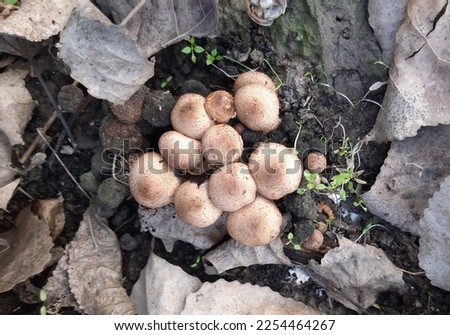 Natural Mushrooms stock photos shutterstock 