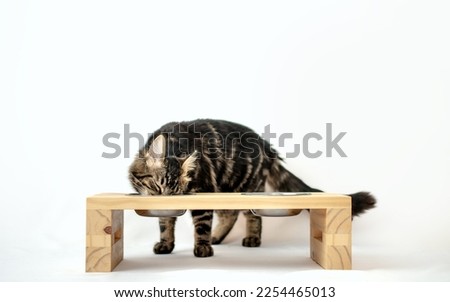 Cute cat eating his food on wooden elevated feeder bowl. Love and care for animals concept. Isolated white background Royalty-Free Stock Photo #2254465013