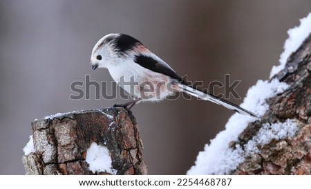Long-tailed tit (Aegithalos caudatus) in winter Royalty-Free Stock Photo #2254468787