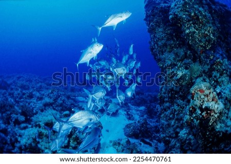 SUDAN, Red Sea; a big school of jack fish near the reef