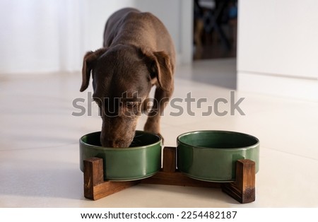 Purebred Dachshund Breed Dog Eating Fresh Dry Food Kibbles for Adult Feeding Pet Bowl Food Dish Or Drink Water. Dry Animal Feed Fodder. Healthy Eating Lifestyle Of Domestic Pets, Copy space Royalty-Free Stock Photo #2254482187