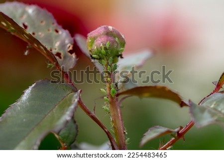 aphid on a rose, a parasite on a young shoot of a rose Royalty-Free Stock Photo #2254483465