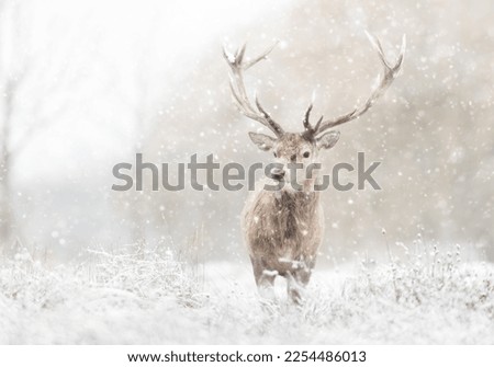 Close up of a Red deer stag in the falling snow, UK. Royalty-Free Stock Photo #2254486013