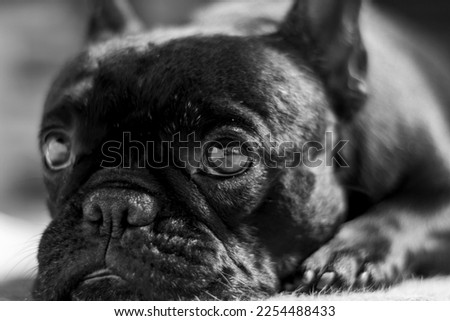 Rio grande, Brazil -January, 2023: French Bulldog female, looking at the camera and then taking a nap on the carpet.