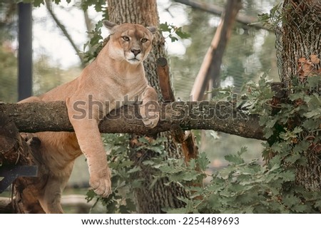 Cougar animal relax on tree Royalty-Free Stock Photo #2254489693