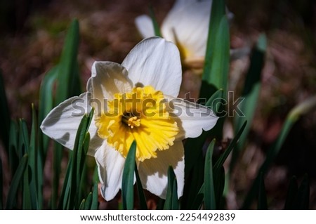 macro picture of a crocus in Spring time, Quebec,Canada