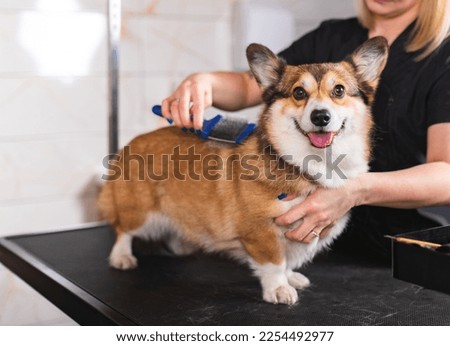 Welsh corgi Pembroke being groomed at the pet grooming spa Royalty-Free Stock Photo #2254492977