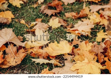 Autumn yellow maple leaves on the ground in the park, partially out of focus