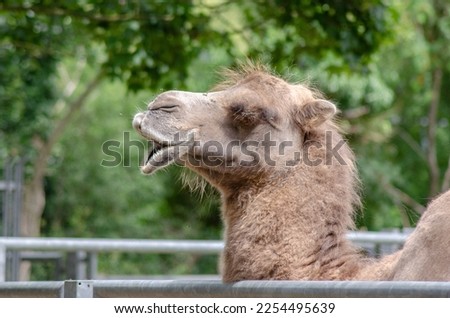 A camel in the zoo