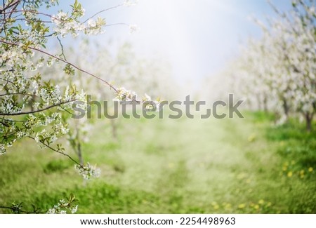 Flowering orchard of apple garden in spring time Royalty-Free Stock Photo #2254498963