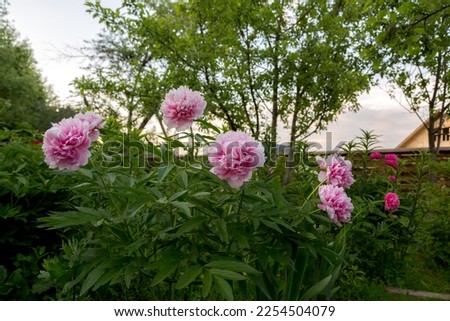 Herbaceous Paeonia Salmon Beauty in flower garden Royalty-Free Stock Photo #2254504079