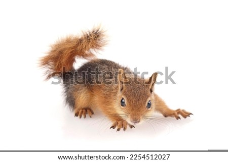 Wild animal squirrel or mouse on a white background 