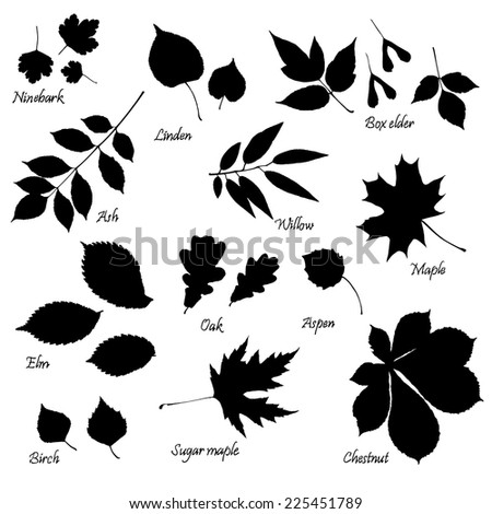 COMMON-LEAF-SHAPES Stock Vector Images - Avopix.com