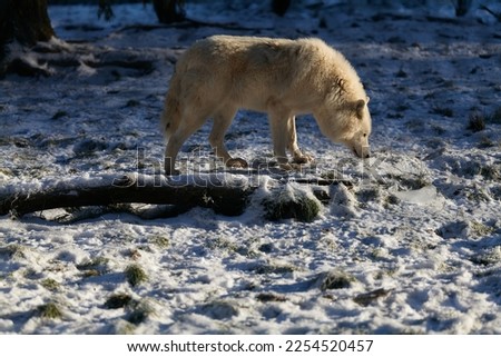 wild white wolf in winter forest
