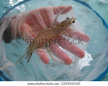 Mature female white shrimp in net.Vannamei broodstock shrimp Royalty-Free Stock Photo #2254542561