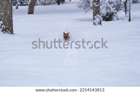 Jack Russell Terrier dog running in deep snow