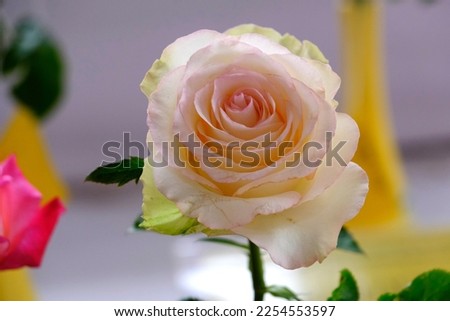 beautiful Yellow rose blossom, Indian yellow Rose flower, elegant Rose flower, rose flowering plants with leaf.