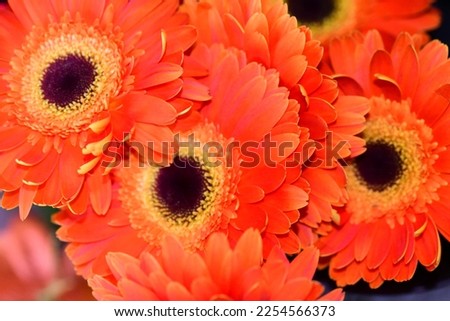 happy valentines day with thde colorful flower close up view