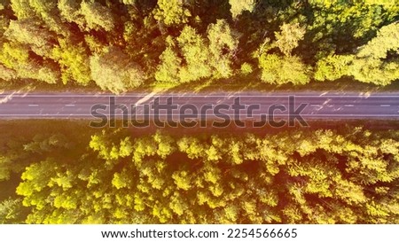 Road in a coniferous forest view from a height, sunlight, concept of travel by car. High quality photo