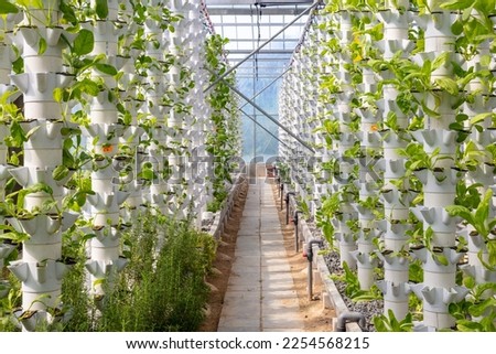 Sustainable Agriculture. Hydroponics based production method farm. Wellness, healthy and sustainable food sourcing concept. Vertical Farming. Royalty-Free Stock Photo #2254568215