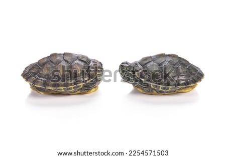 Red-eared slider isolated on white