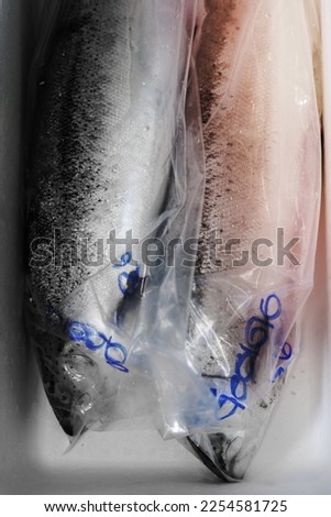 Closeup of fresh dead salmon prepare to cook
