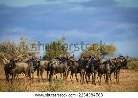 Blue wildebeest, common wildebeest, white-bearded gnu or brindled gnu (Connochaetes taurinus) herd in veld. Mashatu, Northern Tuli Game Reserve. Botswana Royalty-Free Stock Photo #2254584783