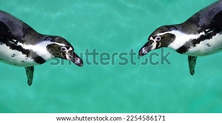 Two penguins swim in the water