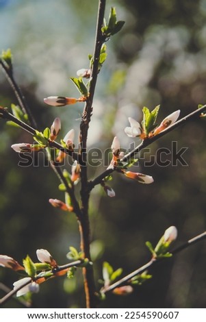 Close up sakura branch with flower buds concept photo. Springtime in park. Front view photography with blurred background. High quality picture for wallpaper, travel blog, magazine, article
