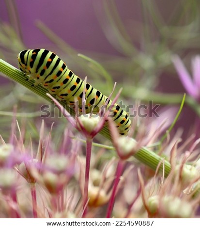 pine cone caterpillar from nature with butterfly background Royalty-Free Stock Photo #2254590887