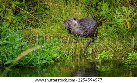 nutria on the bank above the river on green grass