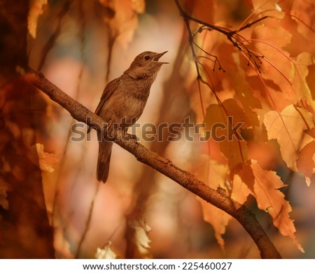 The singing nightingale against autumn foliage. A picture in style grunge.