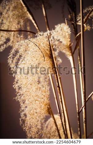 Dried reed grass in a blue glass vase as decoration.