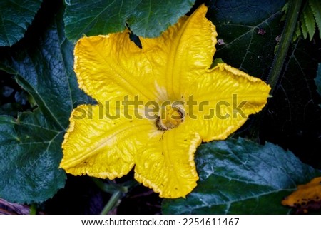 the female pumpkin flower, which will become a pumpkin fruit when it has mated with the stamen