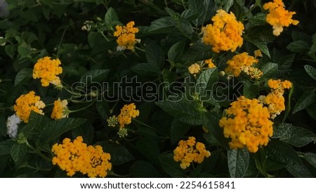 Photo of a yellow lantana flower in bloom