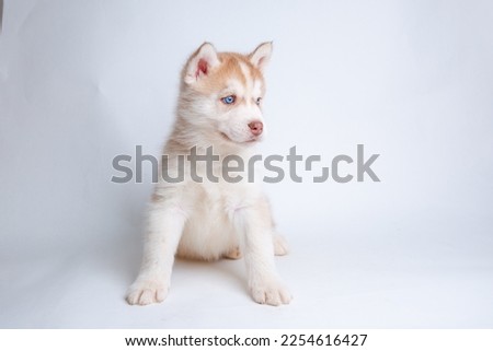 siberian husky puppy sitting on a white background