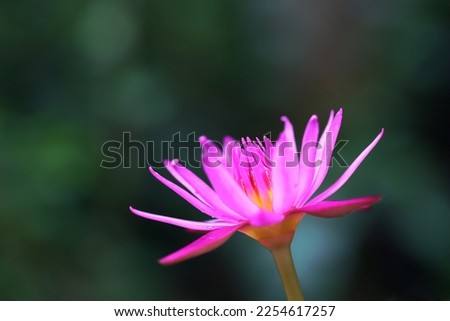 Blooming pink lotus flower with blurry green background