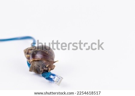 Snail on network cable with rj45 connector symbolic photo for slow internet connection. broadband connection is not available everywhere. Royalty-Free Stock Photo #2254618517