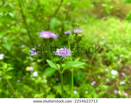 beautiful ageratum conzoides or praxelis flower or flowers of goat