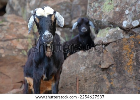 Portrait of a goat and her kid at a farm near Arure, La Gomera, Canary Islands, Spain. Picture taken from a hiking trail near Arure towards Valle Gran Rey