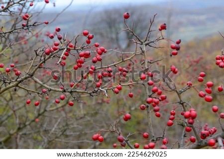 Hawthorn Crataegus monogyna with red fruits on leafless branches in late autumn, over a blurred natural beautiful background of trees and rolling hills. Autumn rural landscape. Bright autumn colors Royalty-Free Stock Photo #2254629025