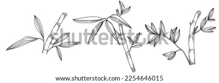 Bamboo plant by hand drawing sketch. Floral tattoo highly detailed in line art style. Black and white clip art isolated on white background. Antique vintage engraving illustration.