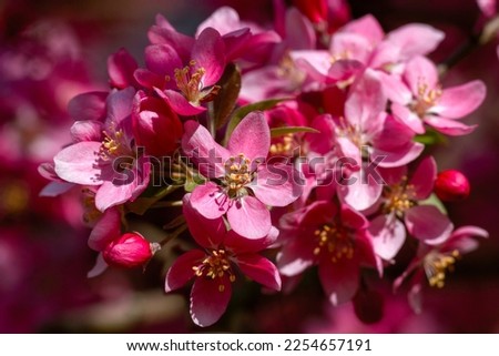 Paradise apple flowers. Blooming apple of paradise in the spring garden. Beautiful spring natural background. Nature concept for design. Close. Shallow depth. Greeting card background.