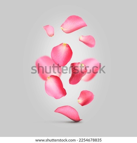 Beautiful pink rose petals falling on light grey background