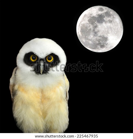 Spectacled Owl and the moon at night