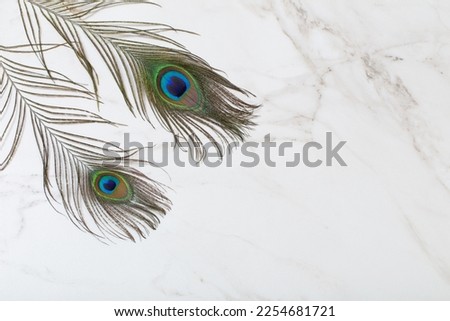 bbeautiful peacock feather on marble white background