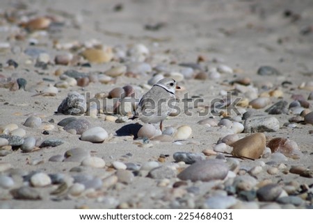 A cute little Piping Plover bird that is walking along the rocky beach. The tiny bird is an endangered species with thin, black rings around its neck.