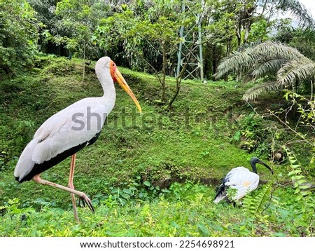 Milky stork and ibis taken using iPhone 13 in Kuala Lumpur Bird Park